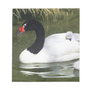 Bloc-note Cygne à cou noir adulte et cygnets dans l'eau.