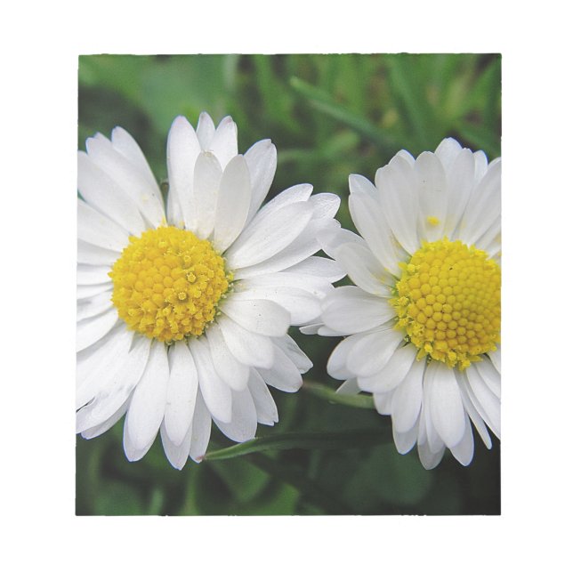 Bloc-note Deux mignonnes marguerites blanches (Devant)