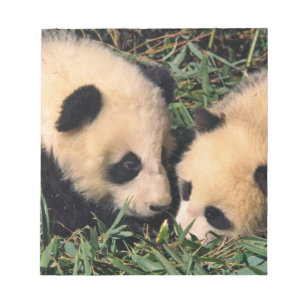 Bloc-note Deux oursons panda dans le buisson de bambou, Wolo