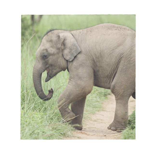 Bloc-note Éléphant bébé suivant sa mère, Corbett (Devant)