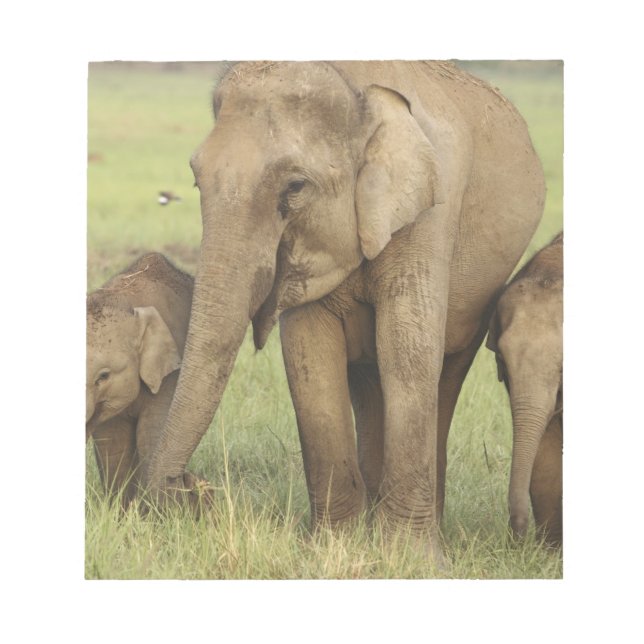 Bloc-note Éléphant d'Asie indien et jeunes (Devant)