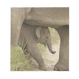 Bloc-note Eléphant indien / asiatique et jeune, Corbett