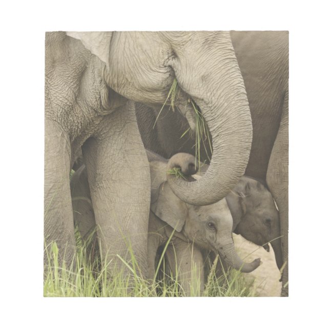 Bloc-note Éléphant indien / asiatique et jeune, Corbett 3 (Devant)