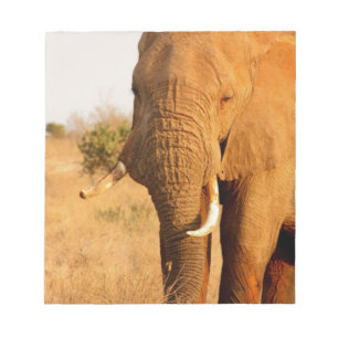 Bloc-note Éléphants
