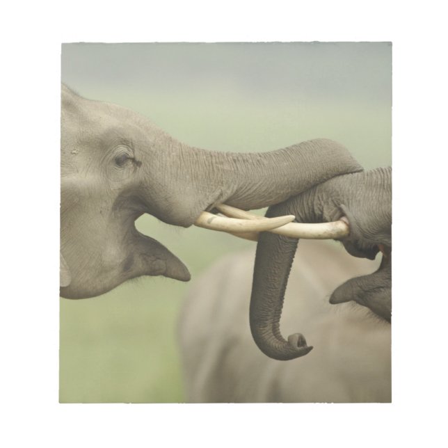 Bloc-note Éléphants asiatiques indiens jouent à se battre (Devant)