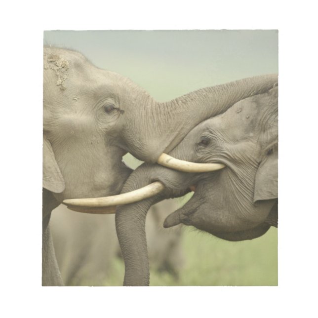 Bloc-note Éléphants asiatiques indiens s'amusent à se battre (Devant)