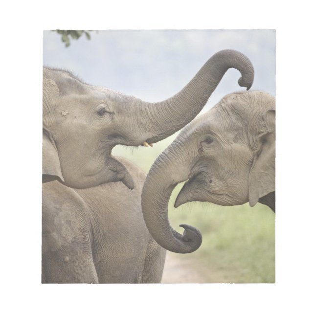 Bloc-note Éléphants asiatiques indiens s'amusent à se battre (Devant)
