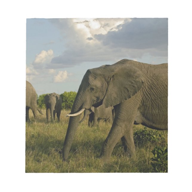 Bloc-note Éléphants d'Afrique paissant, Loxodonta africana, (Devant)