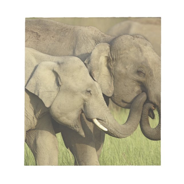 Bloc-note Éléphants d'Asie indiens (Devant)