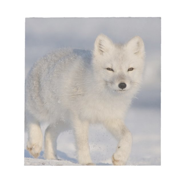 Bloc-note États-Unis, Alaska, 1002 Plaine côtière de l'ANWR. (Devant)