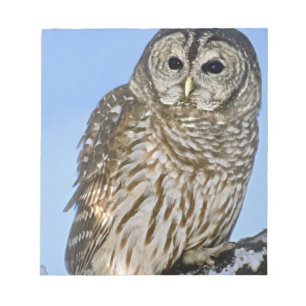 Bloc-note États-Unis, Colorado. Portrait de hibou moyen-duc