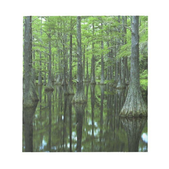 Bloc-note États-Unis, Floride, Forêt nationale d'Apalachicol (Devant)