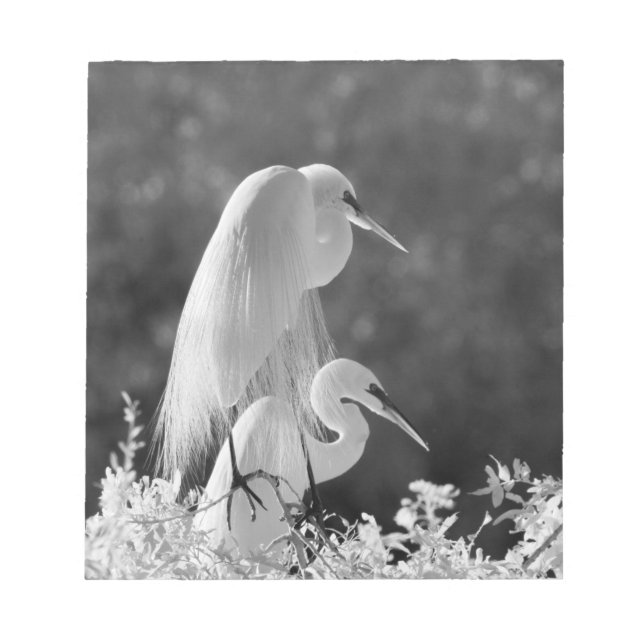 Bloc-note États-Unis, Floride, Grande Aigrette (Ardea alba)  (Devant)