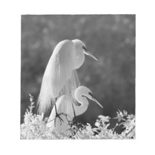 Bloc-note États-Unis, Floride, Great Egret (Ardea alba) infr