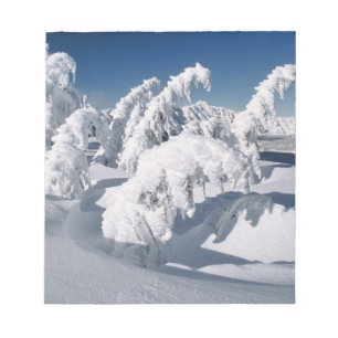Bloc-note États-Unis, Oregon, Crater Lake NP. Les arbres plo