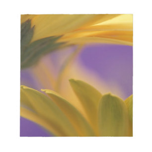 Bloc-note États-Unis, Pennsylvanie. Gerbera jaunes, rapproch