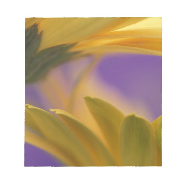 Bloc-note États-Unis, Pennsylvanie. Gerbera jaunes, rapproch (Devant)