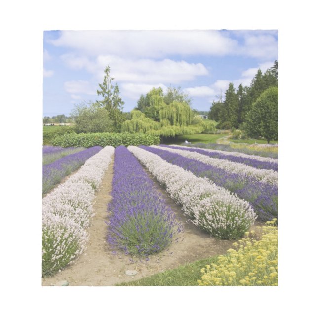 Bloc-note États-Unis, WA, Sequim, Purple Haze Lavender Farm (Devant)