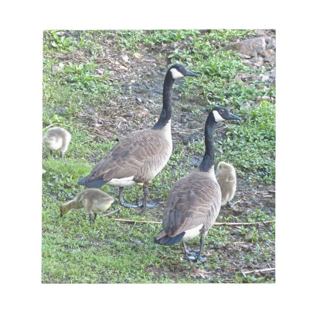 Bloc-note Famille canadienne d'oies (Devant)