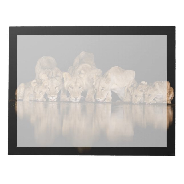 Bloc-note Fierté de lions buvant au point d'eau la nuit (Devant)