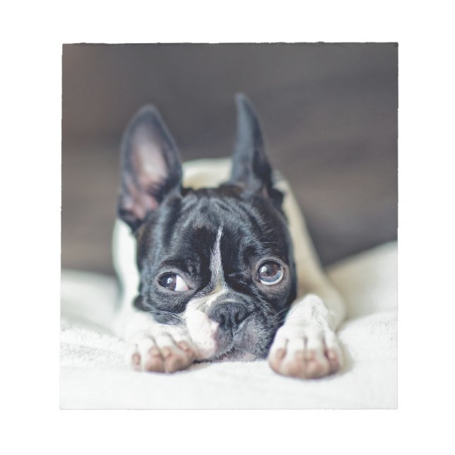 Bloc-note Fina the Boston Terrier (Devant)