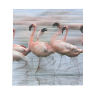 Bloc-note Flamants nains en mouvement, Phoenicopterus
