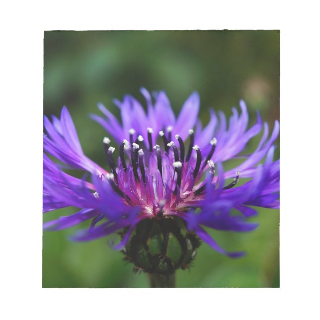 Bloc-note Fleur de Bleuet Fleurs de Bleuet Paix Amour Destin (Devant)