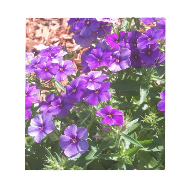 Bloc-note fleurs de Phlox violettes (Devant)