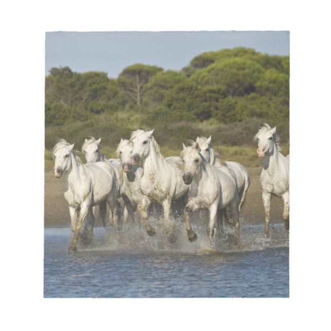 Bloc-note France, Camargue. Les chevaux courent à travers l' (Devant)