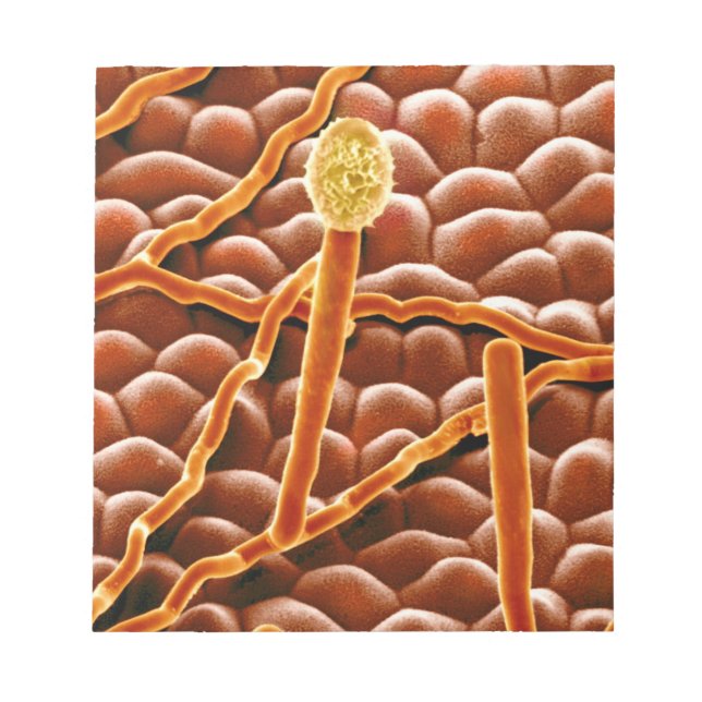 Bloc-note Fungus de poudrière sur Poinsettia (Devant)