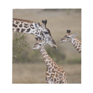 Bloc-note Girafe maasaï (Giraffa tippelskirchi)