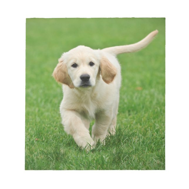 Bloc-note Golden retriever (Devant)