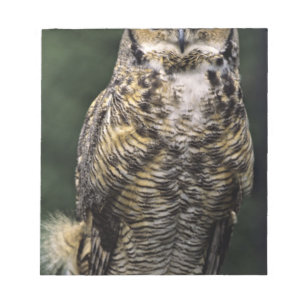 Bloc-note Grand-duc d'Amérique (Bubo virginianus), corps ent
