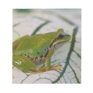 Bloc-note Grenouille arboricole du Pacifique sur des fleurs
