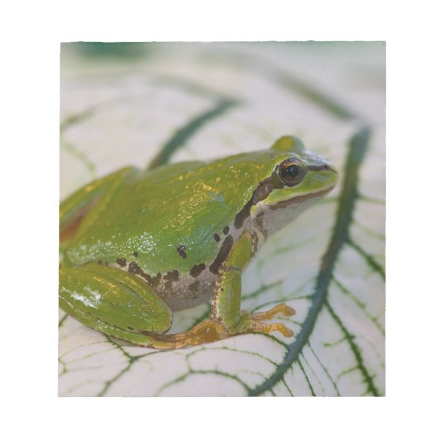 Bloc-note Grenouille arboricole du Pacifique sur des fleurs  (Devant)