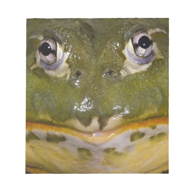 Bloc-note Grenouille taureau fouisseuse africaine, Pyxicepha (Devant)
