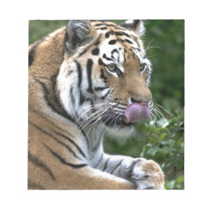 Bloc-note Grooming Tiger