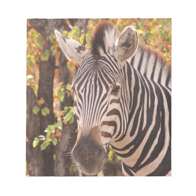 Bloc-note Gros plan de zèbre dans une forêt de mopani (Devant)