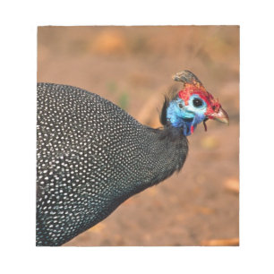 Bloc-note Helmeted Guinea Fowl (Numida meleagris). Afrique,