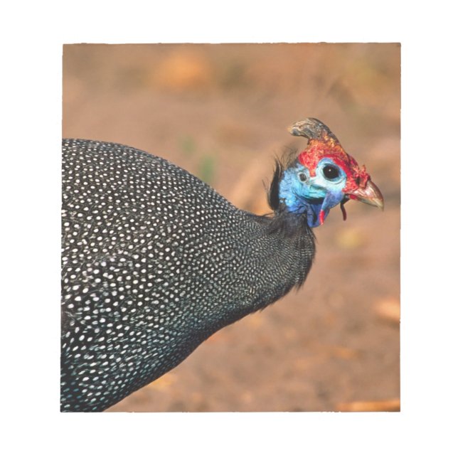 Bloc-note Helmeted Guinea Fowl (Numida meleagris). Afrique, (Devant)