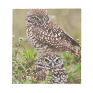 Bloc-note Hibou des terriers, Athene cunicularia, Cape Coral