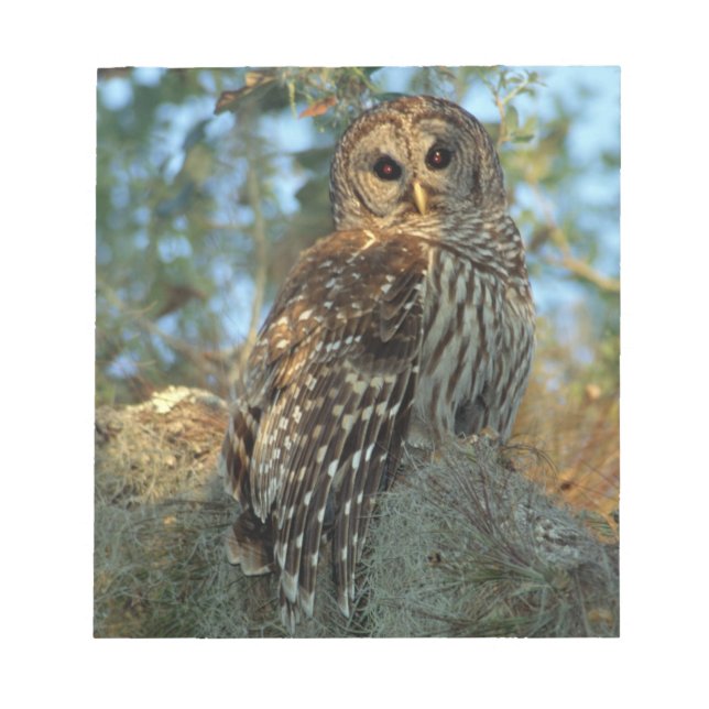 Bloc-note Hibou moyen-duc perché dans de la mousse d'Espagne (Devant)