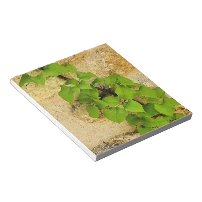 Bloc-note Hydrangea petiolaris (Incliné)