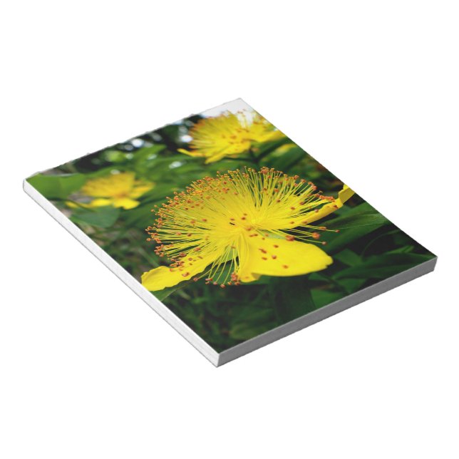 Bloc-note Hypericum calycinum (Incliné)