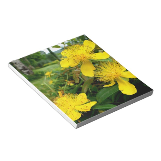 Bloc-note Hypericum calycinum (Incliné)