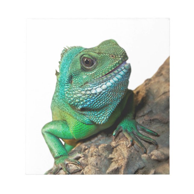 Bloc-note iguane vert (Devant)