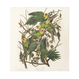 Bloc-note Illustration Audubon Carolina Parrot Bird