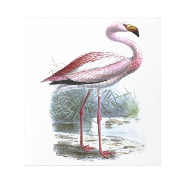 Bloc-note Illustration Vintage du Flamant rose Puna (Devant)