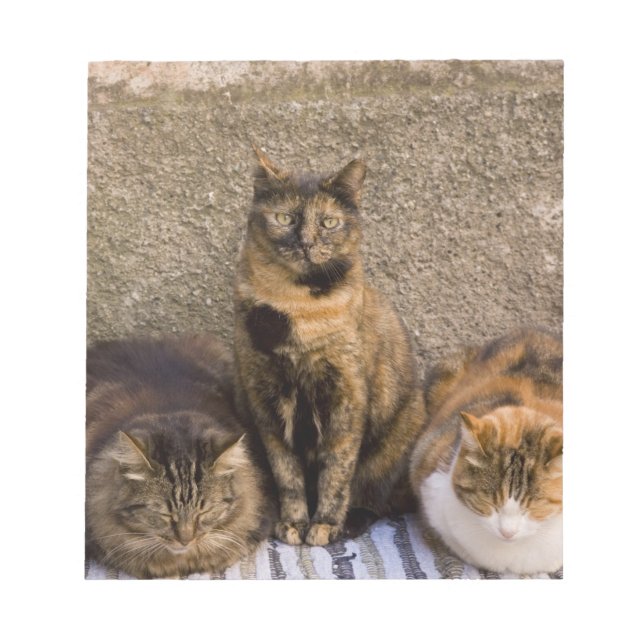 Bloc-note Italie, Cinque Terre, Vernazza. Trois chats (Devant)