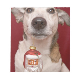 Bloc-note Jack Russell Terrier Holding Ornament de Noël